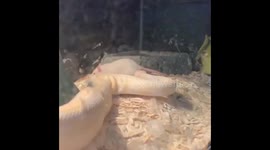 Snake strikes rat in slow motion
