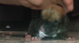 Texas man saves dying puppy born and left out in the cold and rain