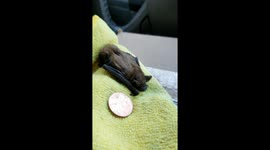 Bat Bat Rescued