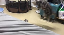 Mother cat scared by own kitten in China’s Guangdong