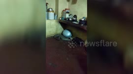 Crocodile crawls into house kitchen in northwestern India