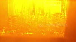 Illegal Marijuana Grow Discovered Following Commercial Fire Response