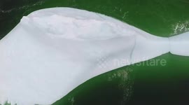 Drone Footage: close-up | Massive Iceberg in Newfoundland | May 15, 2019