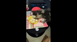 Brazen cat