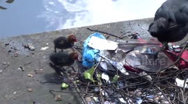 Birds make nest from plastic pollution