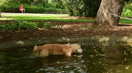 Dog takes a bath in the park
