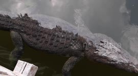 Wild Alligator seen in Lagoon