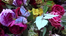 Belgravia in Bloom festival starts in London, UK