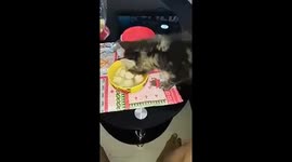 Cat steals food