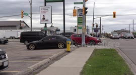 Wild turkey lands in the university district of the city of Waterloo Canada and checks out a souped up sports car and then crosses street and goes to police station