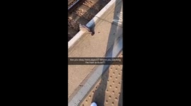Pigeon At the train station
