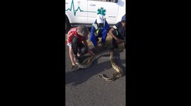 Python caught by the side of tar road