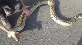 +-3.5 metres python that weights 17kilograms  was caught by a local paramedic after been alerted by general workers who saw the snake lying in the grass by the side of the road