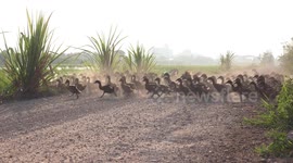 Early morning hungry ducks stampede out to the paddy fields, but crawl home with full bellies in evening.