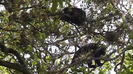 Howler Monkeys pack eat and hang in trees