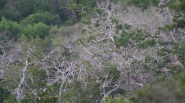 Spider Monkeys are territorial