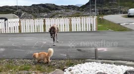 Cat meets reindeer on the street in rural Norway