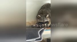 Canadian man discovers raccoon gave birth in his garage overnight