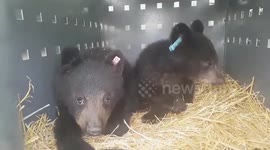Pair of orphaned bear cubs in Canada rescued after spending 3 days stuck up a tree