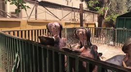 Hungry, hungry hippos get fed by young boy at Egyptian zoo