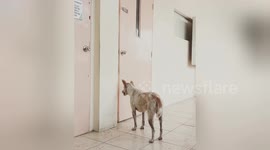 Hound heartbreakingly waits outside deceased owner's door every day