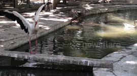 Cute Pink- backed Pelican played with tiny stone