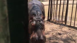Hippopotamus with blue eyes