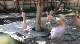 Gorgeous Great white pelican 2