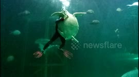 Turtle Feeding