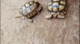 African spurred tortoise