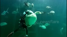 Turtle enjoys being fed by diver at Thai aquarium