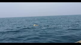 Olive Ridely Sea Turtles in Pacific & Indian Oceans.
