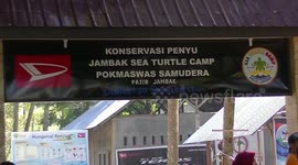 the padang community established turtle conservation to improve the economy and tourism in the city of Padang