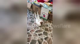 Cat does sit-ups to get body ready for summer in China