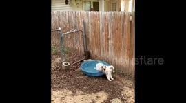 Cute pup tries to play in empty paddling pool