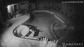 Clumsy cat struggles to escape after tumbling into pool in Texas garden