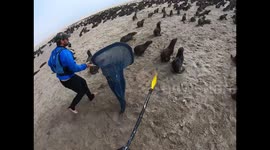 Kayaker in Namibia films himself rescuing multiple baby seals trapped in fishing nets