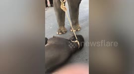 Heartbreaking moment a baby elephant collapses 'with exhaustion' while chained to mother giving rides to tourists