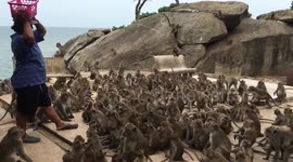Monkeys Go Wild For Food