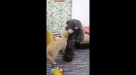 Labrador Play Fights With Bear