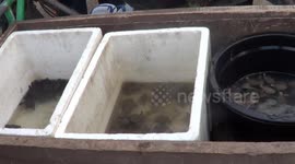 commemorating the world of turtle day, the residents of the desert release 200 lekik lekang and hatchling scales
