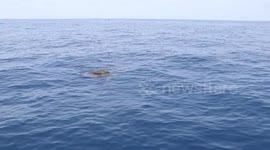 Sea turtle seen in pacific sea of Guatemala.