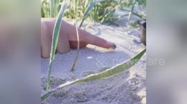 Baby crab gets belly tickled by passing tourist