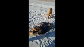 Giant Sea turtle washed up on shore