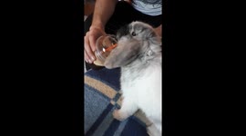 Bunny try to drink coffee