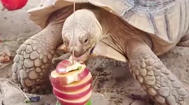 Turtles treated to fruit buffet on World Turtle Day