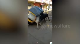 Angry bull trapped in a rickshaw tries to fight with its rival on a road in India