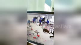 Chinese workers flee when a hungry boar bursts into factory canteen