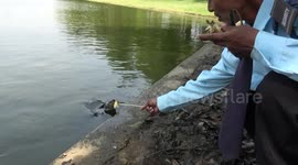 Kind-hearted security guard feeds hungry turtles in pond