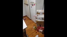 cat watches her kitten play